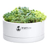 Decorative Bonsai Pot for Indoor Plants, White, 76-Z-A-2